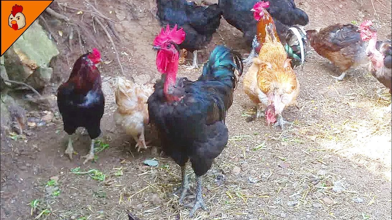 xem vãy gà đá độ xem vãy gà đá độ