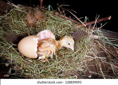 đá gà cựa sắt mỹ đá gà cựa sắt mỹ