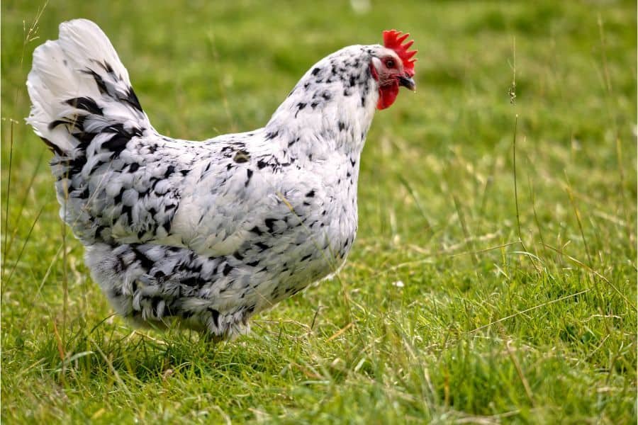 đá gà miền tây năm 2019 đá gà miền tây năm 2019