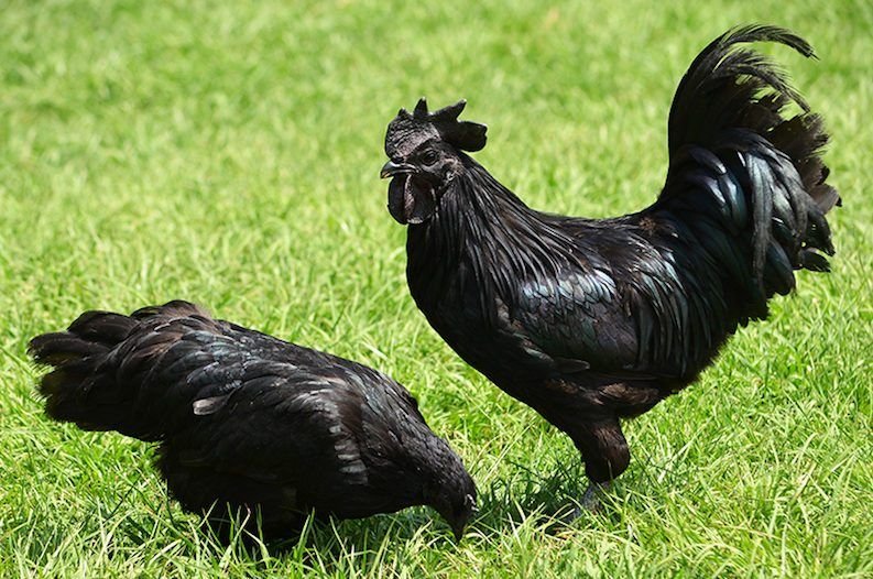 bán cựa gà đá tiền bán cựa gà đá tiền